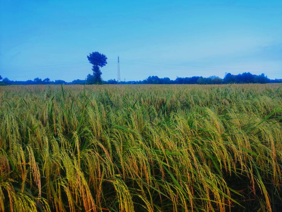 🌿 آیا لاکتاسرا رضوانشهر جای خوبی برای خرید زمین است؟