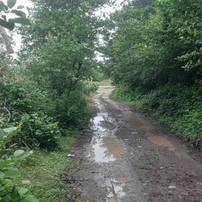 385متر سند تک برگ ساحلی