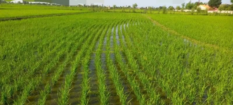                                             فروش شالیزار
                                                                                زمین و باغ
                                        در  رضوان شهر