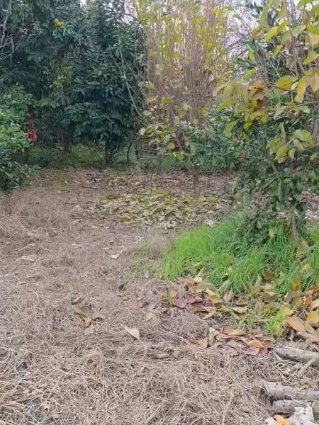                                             زمین مسکونی
                                                                                زمین و باغ
                                        در  رضوان شهر
