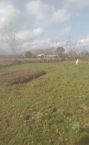                                             زمین مسکونی
                                                                                زمین و باغ
                                        در  رضوان شهر