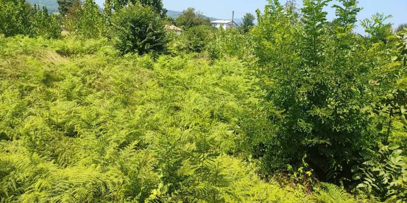                                            زمین 530 متری
                                                                                زمین و باغ
                                        در  رضوان شهر