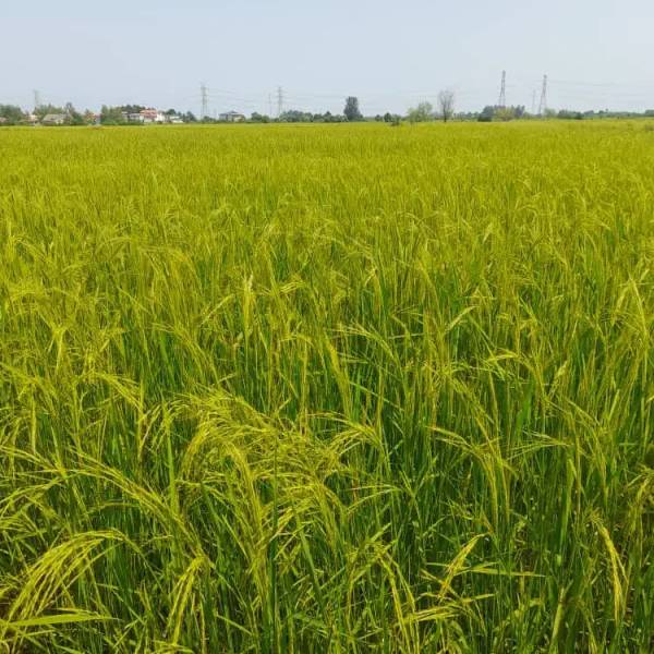                                             ۳هزار متر زمین شالیزار هفت دغنان رضوانشهر
                                                                                زمین و باغ
                                        در  رضوان شهر