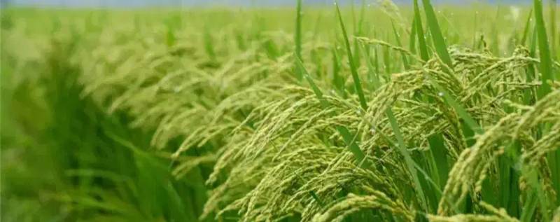                                             زمین شالیزار به متراژ ۱۸۵۰ متر
                                                                                زمین و باغ
                                        در  رضوان شهر