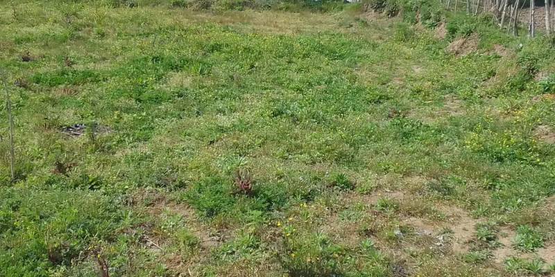                                             زمین مسکونی
                                                                                زمین و باغ
                                        در  رضوان شهر