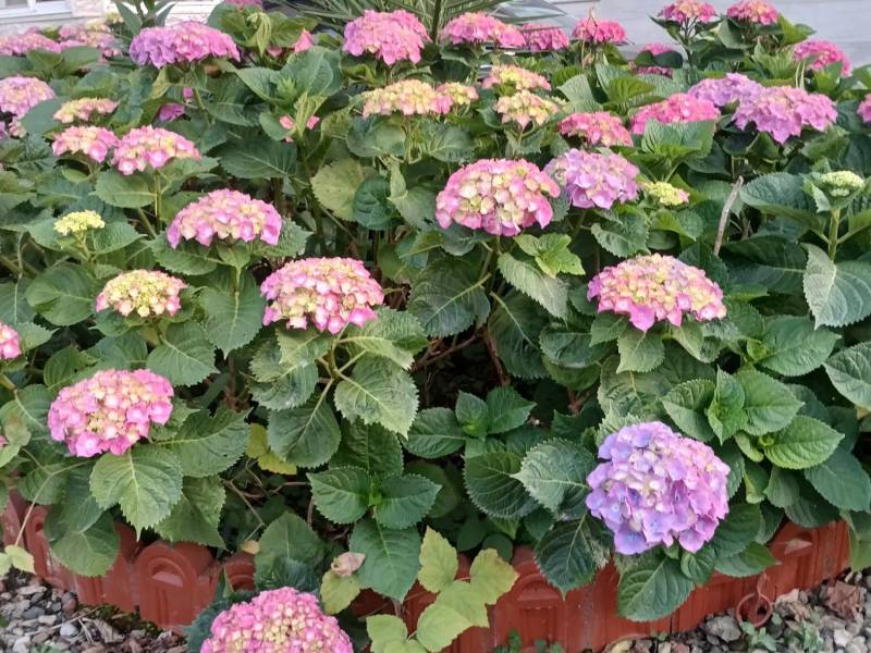 رهن‌و‌اجاره  طبقه همکف ویلای لاکچری