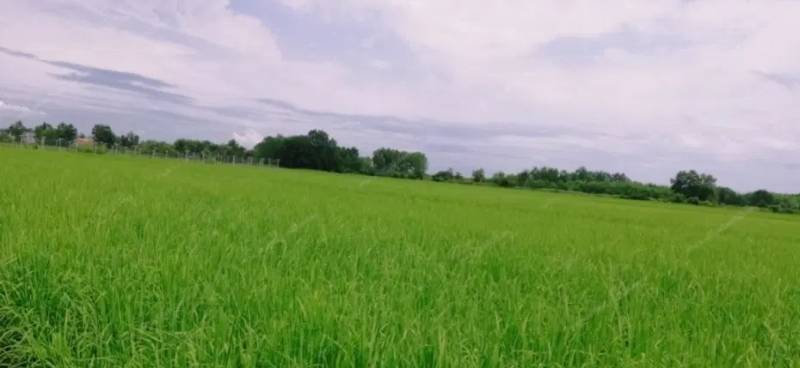 فرصت خرید زمین کشاورزی ۱۶۸۶ متری در قلب رضوانشهر